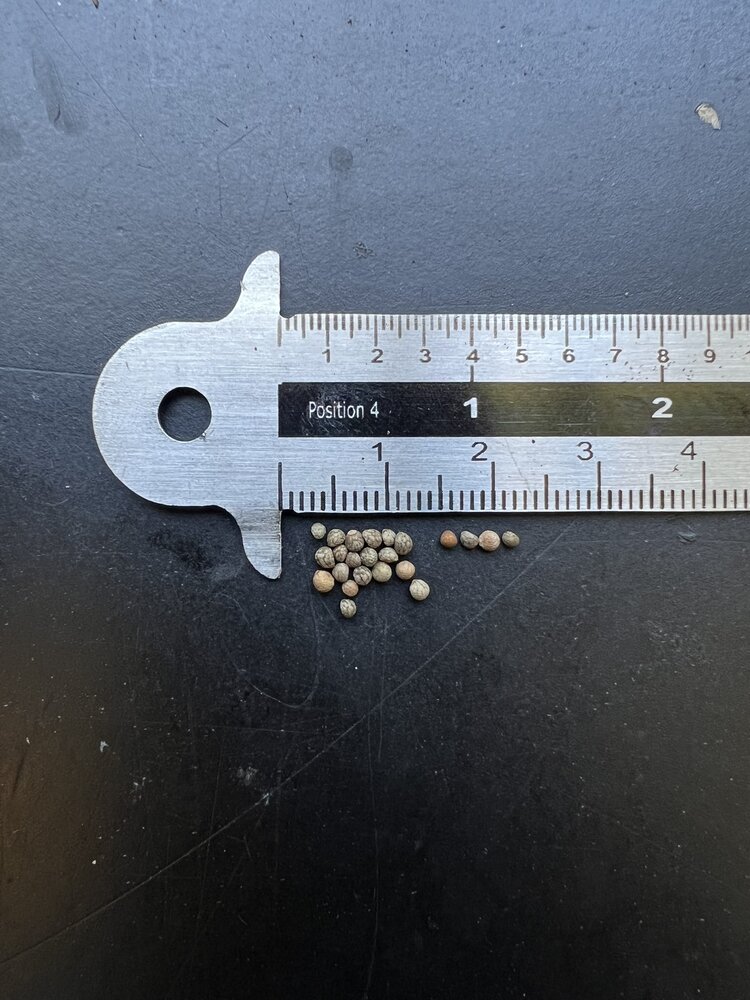 Koreanische Perilla (Perilla frutescens)