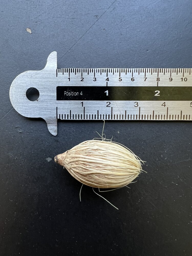Manilla-Palme (Veitchia merrillii)