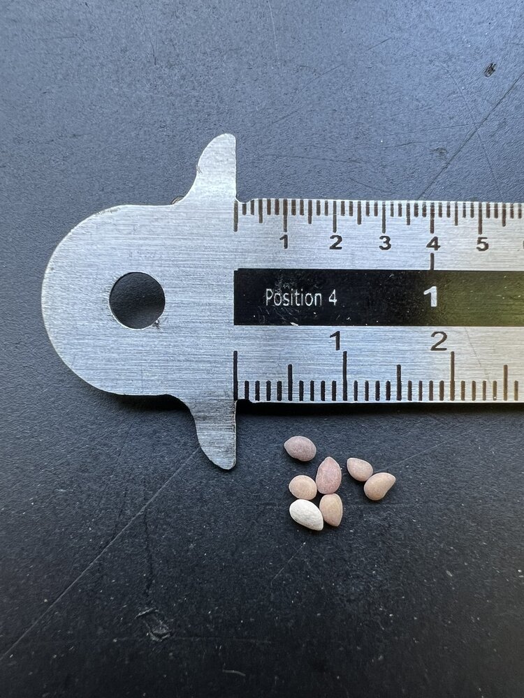 Schraubenbohne Mesquite (Prosopis pubescens)