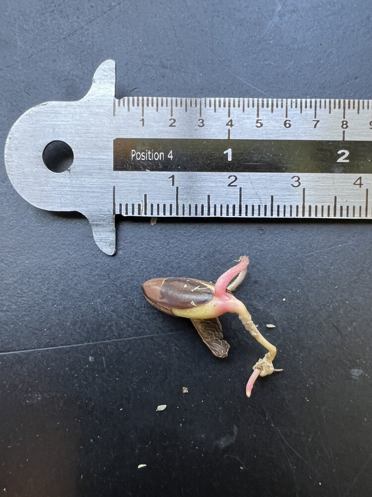 Wunderbeere (Synsepalum dulcificum)