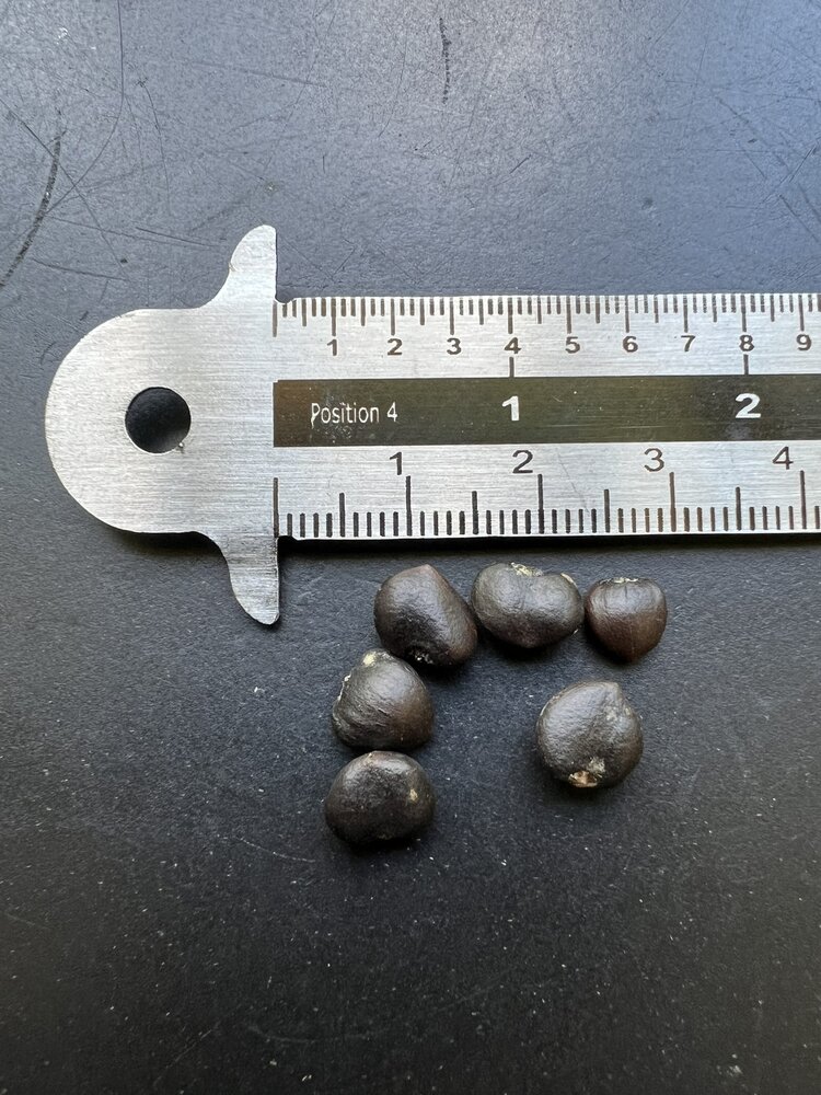 Sternmagnolie (Magnolia stellata)