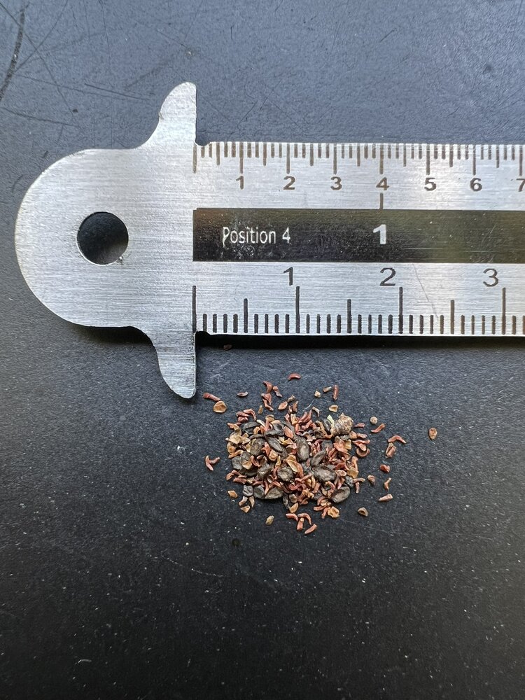 Zuckereukalyptus (Eucalyptus viminalis)