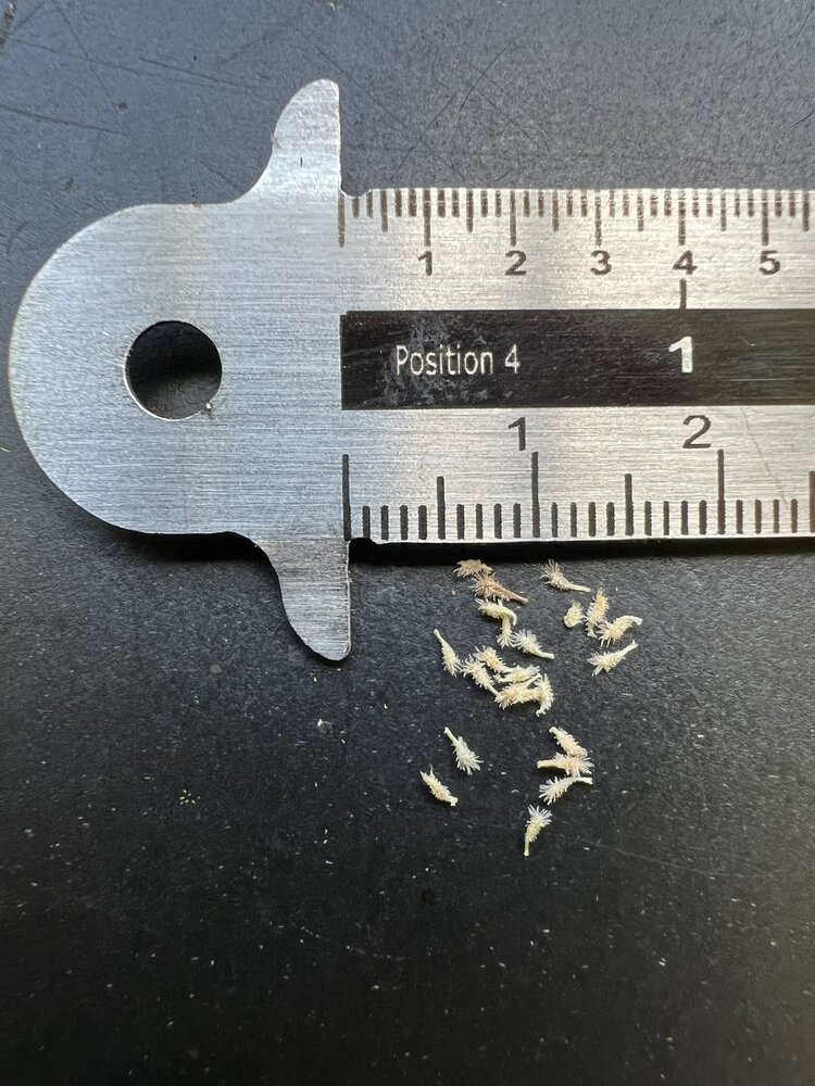 Kobra-Lilie (Darlingtonia californica)