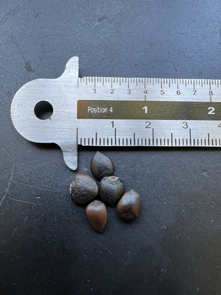 Gurkenmagnolie (Magnolia acuminata)