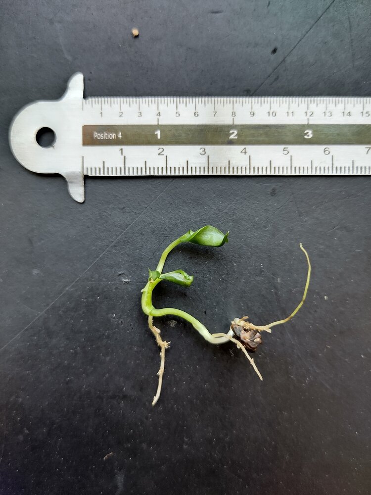 Epipremnum (Epipremnum papuanum)