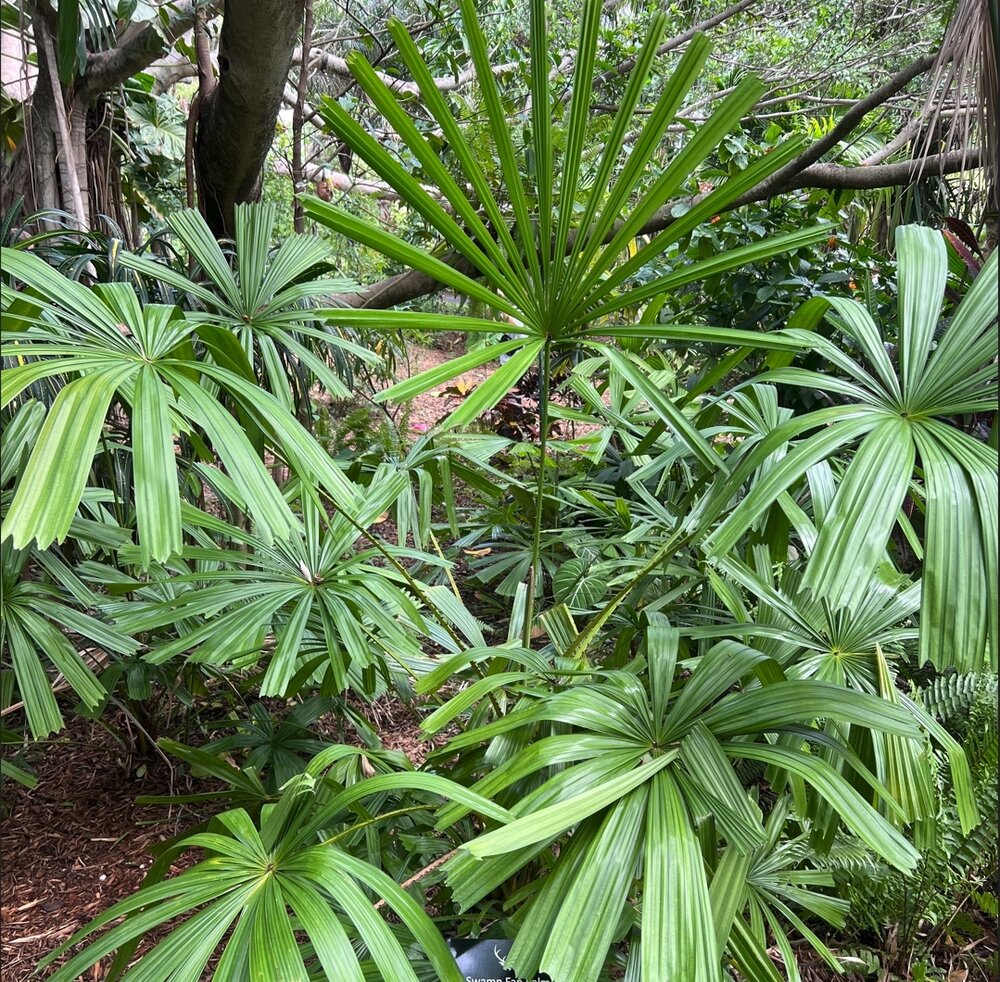 Goldene Licuala (Licuala paludosa)