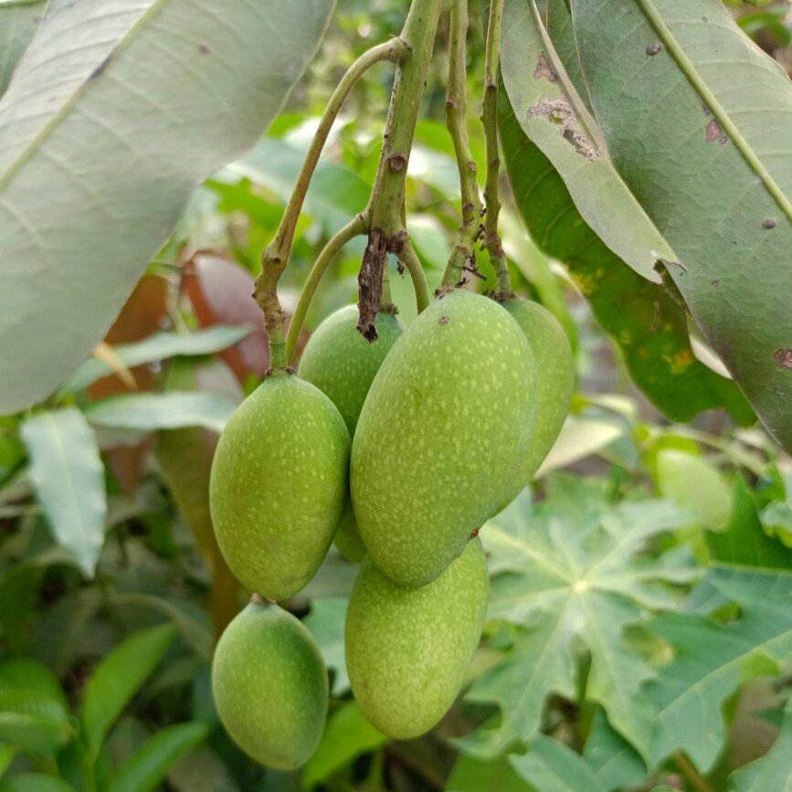 Kopyor-Mango (Mangifera laurina)