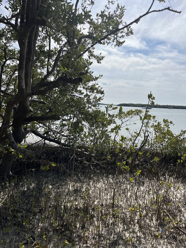 Schwarze Mangrove (Avicennia germinans)