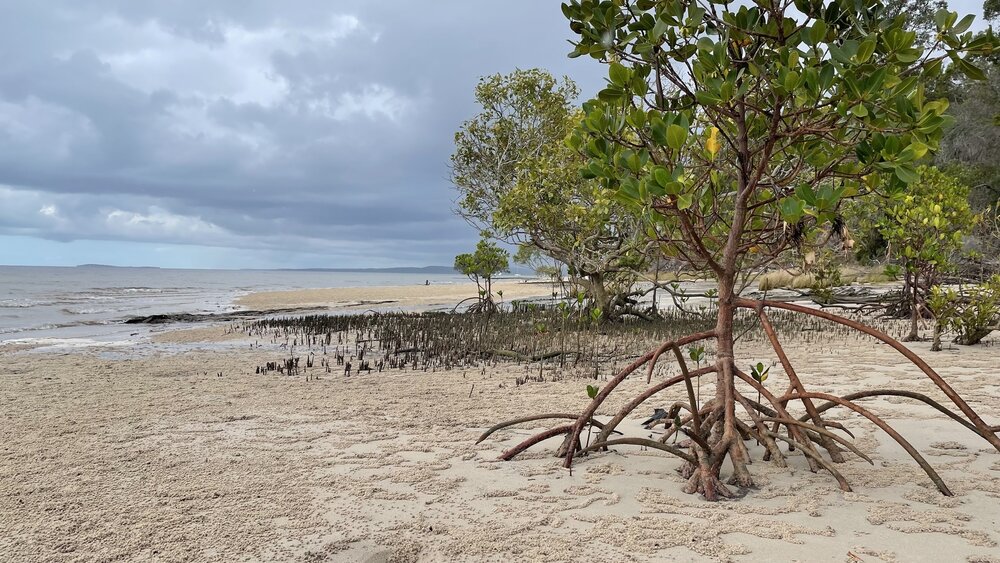 Gefleckte Mangrove (Rhizophora stylosa)