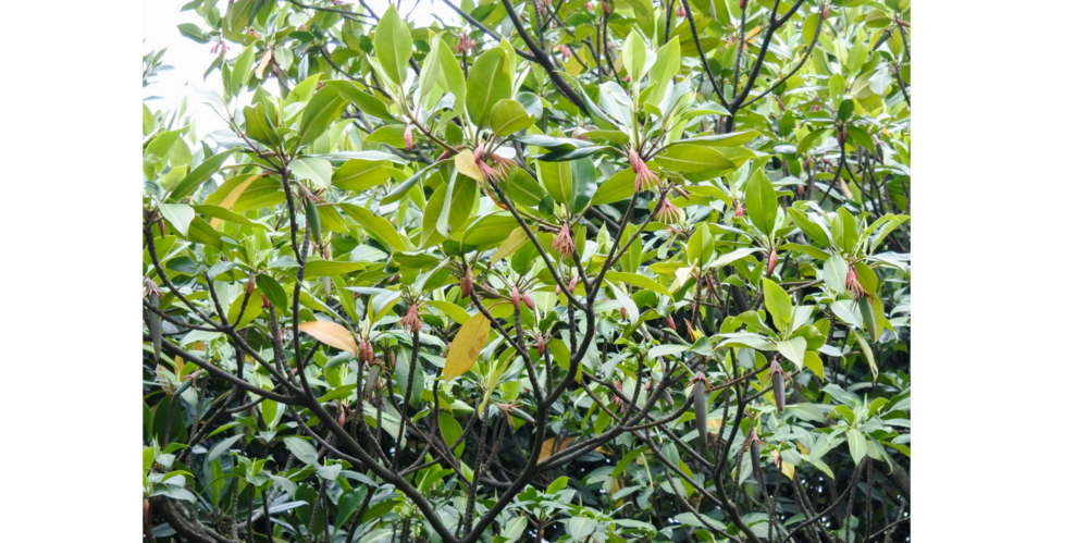 Orange Flussmangrove (Bruguiera sexangula)