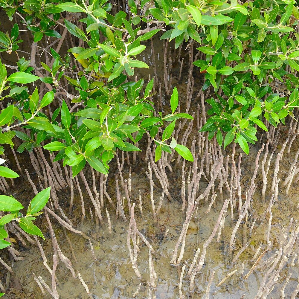Graue Mangrove (Avicennia marina)