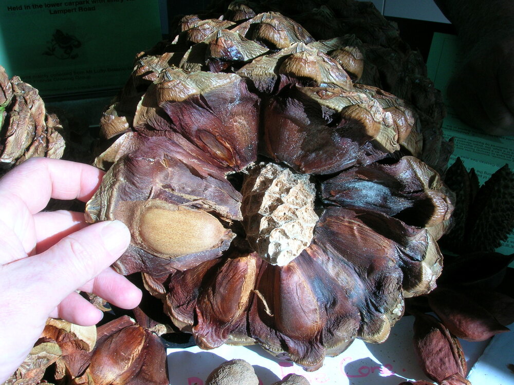 Bunya-Kiefer (Araucaria bidwillii)
