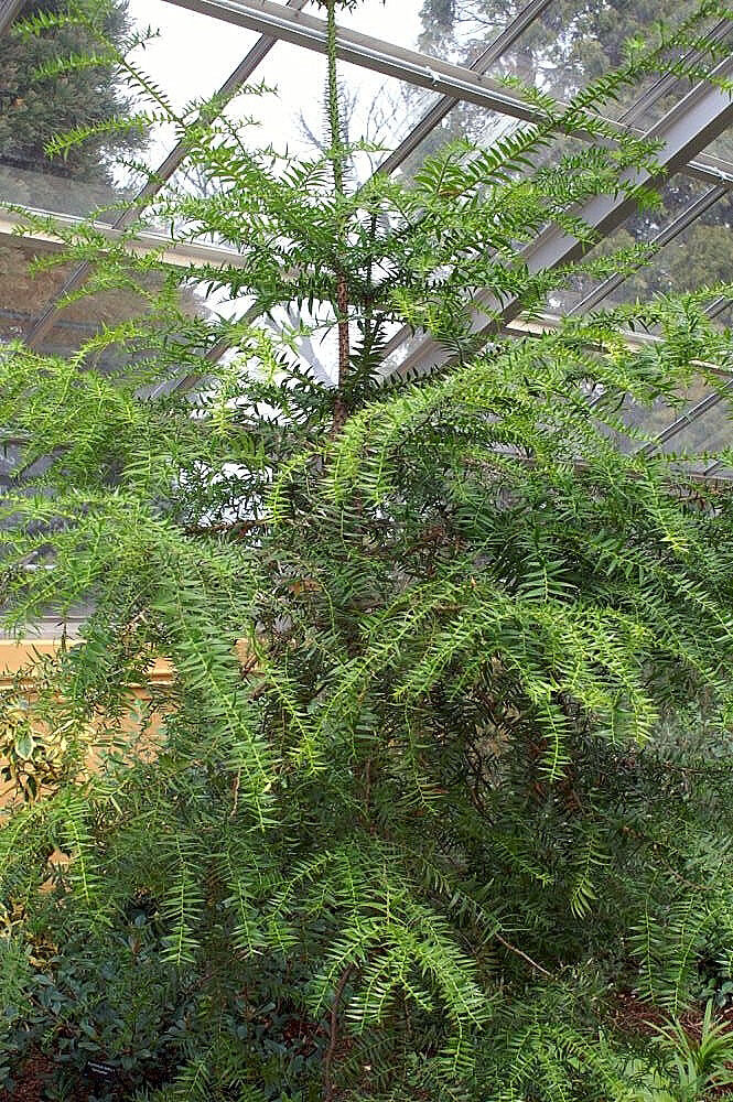 Bunya-Kiefer (Araucaria bidwillii)