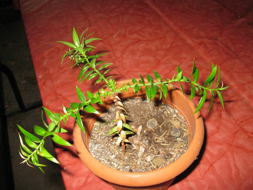 Bunya-Kiefer (Araucaria bidwillii)