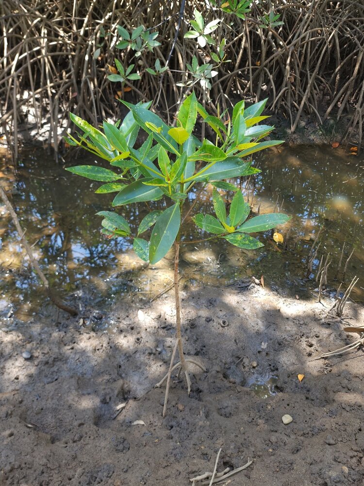Stelzenmangrove (Rhizophora apiculata)