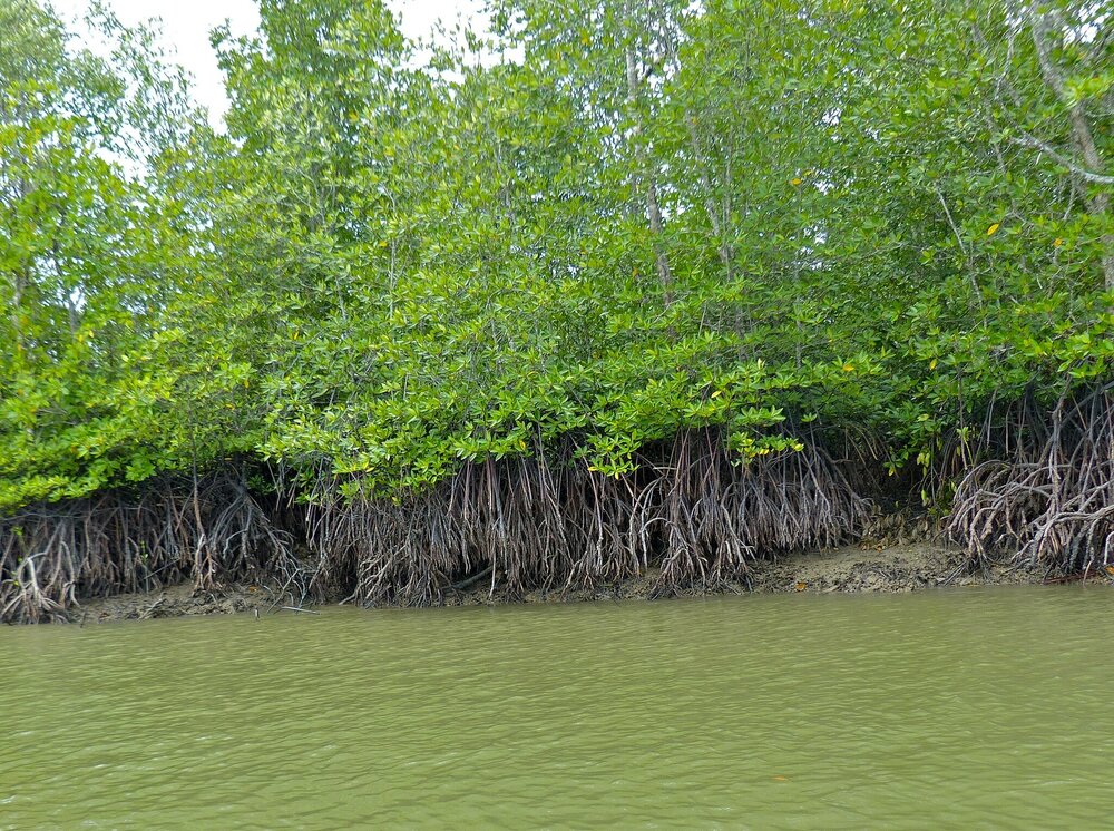 Stelzenmangrove (Rhizophora apiculata)