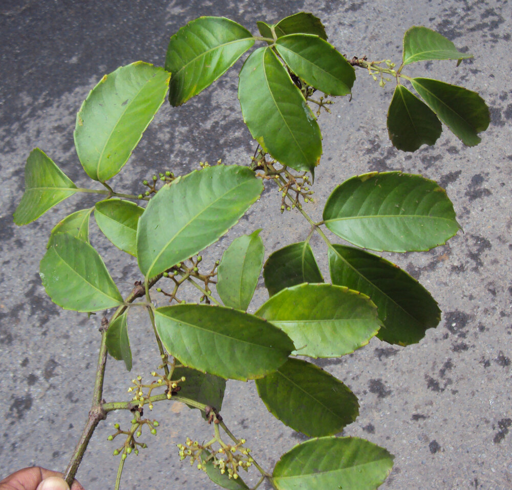 Kletternde indische Kastanie (Tetrastigma leucostaphylum)