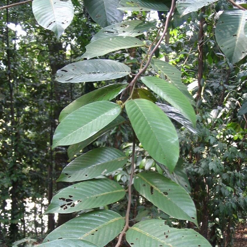 Hellrotes Meranti (Rubroshorea leprosula)
