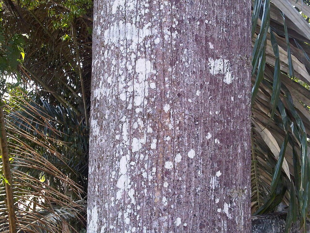 Hellrotes Meranti (Rubroshorea leprosula)