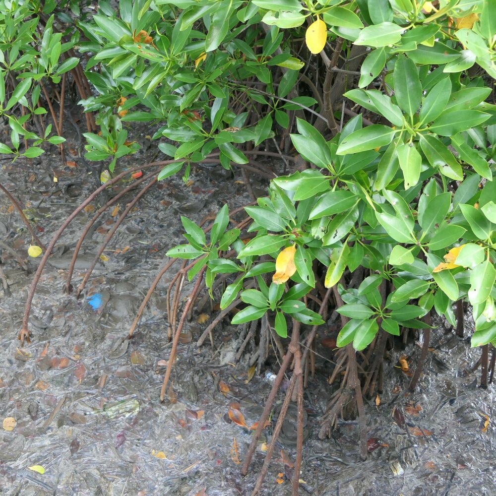 Asiatische Mangrove (Rhizophora mucronata)