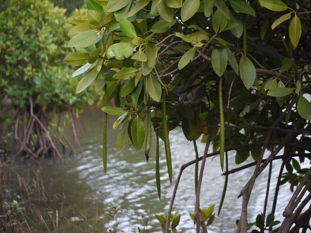 Asiatische Mangrove (Rhizophora mucronata)