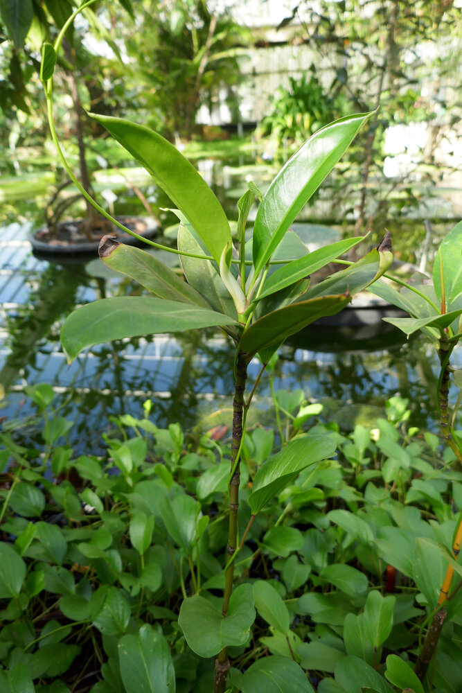 Asiatische Mangrove (Rhizophora mucronata)