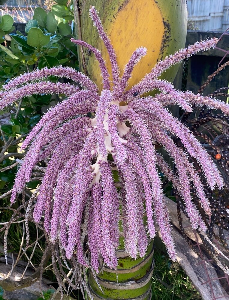 Nikaupalme (Rhopalostylis sapida)