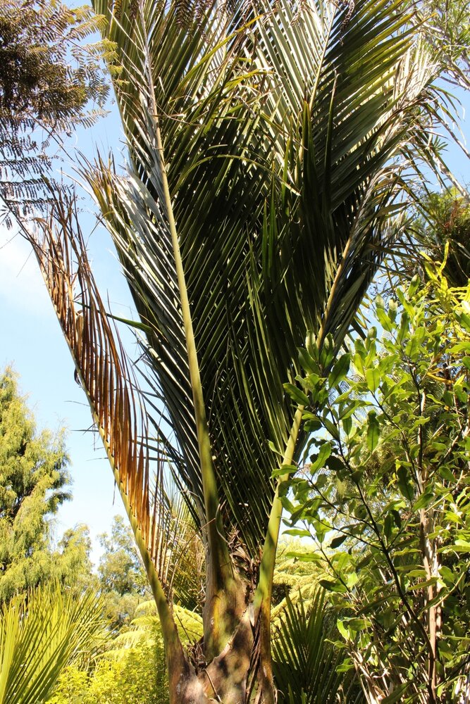 Nikaupalme (Rhopalostylis sapida)