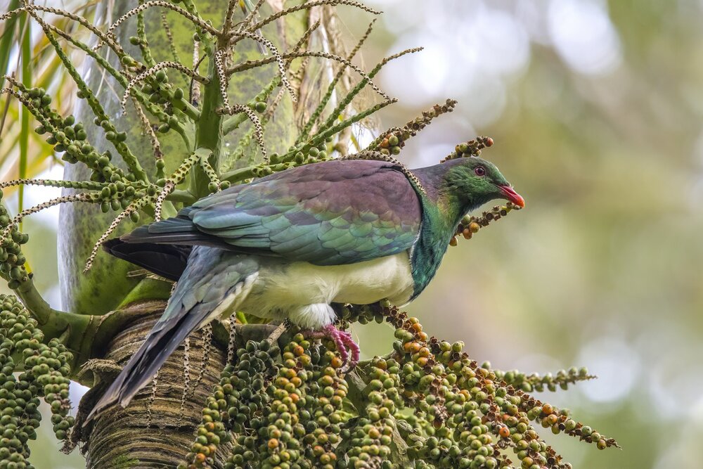 Nikaupalme (Rhopalostylis sapida)