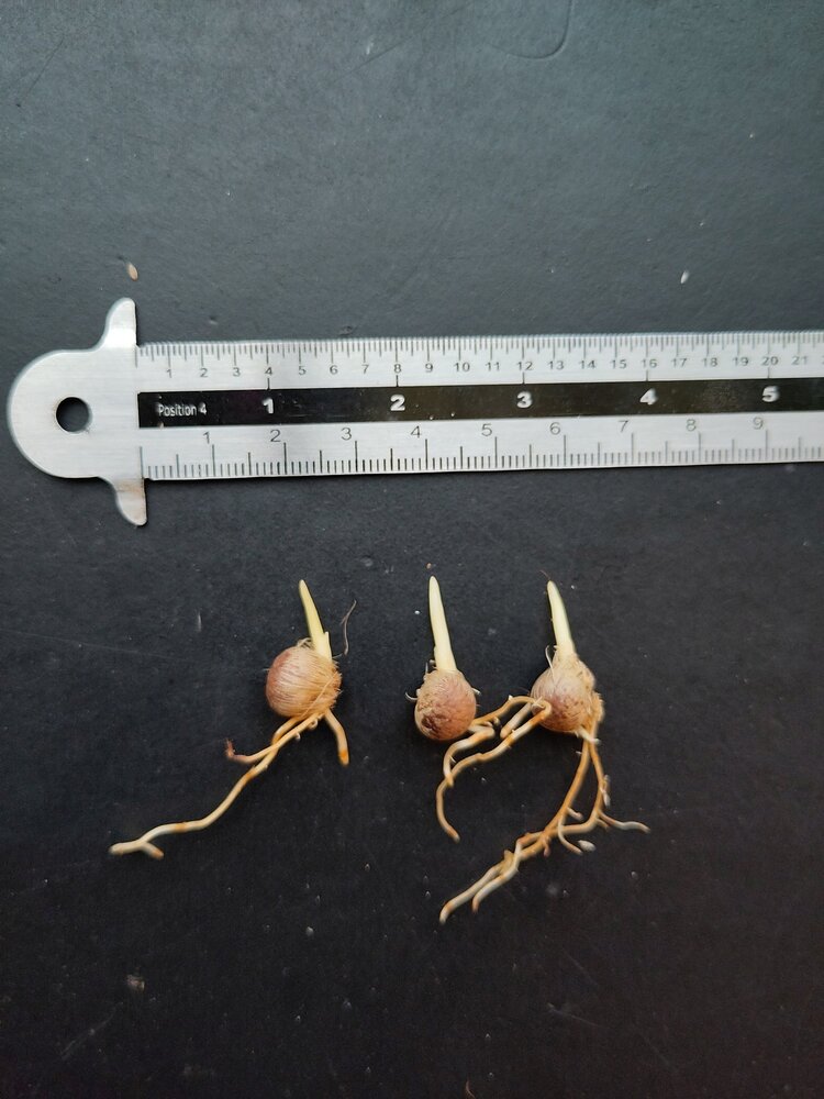 Nikaupalme (Rhopalostylis sapida)