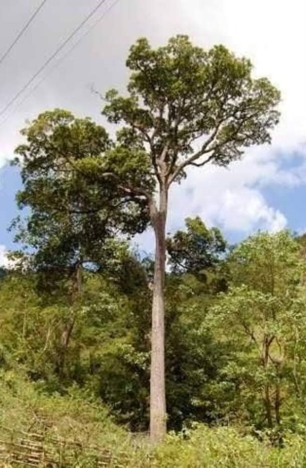 Sauer-Mango (Mangifera rufocoscata)