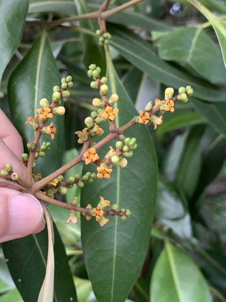 Wei&szlig;e Mangrove (Avicennia alba)
