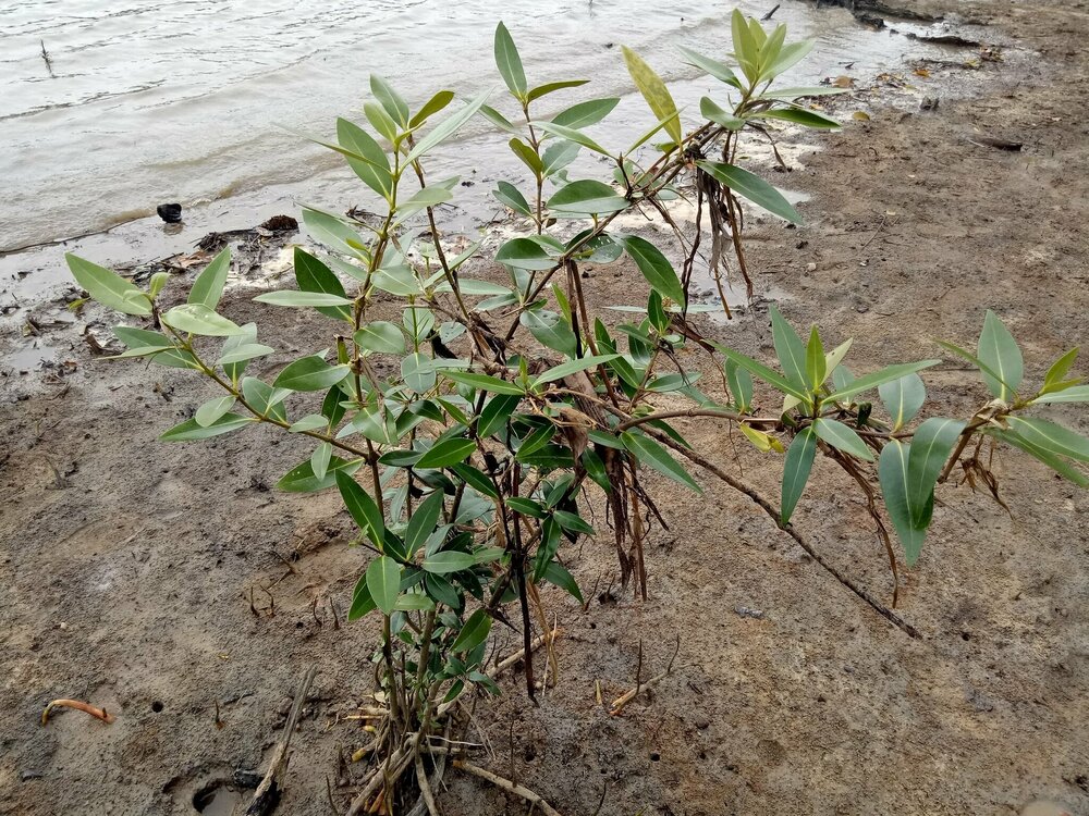 Wei&szlig;e Mangrove (Avicennia alba)