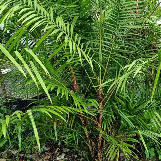 Drachenblut-Rattan (Calamus draco)