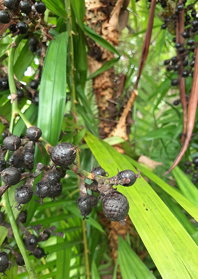Drachenblut-Rattan (Calamus draco)