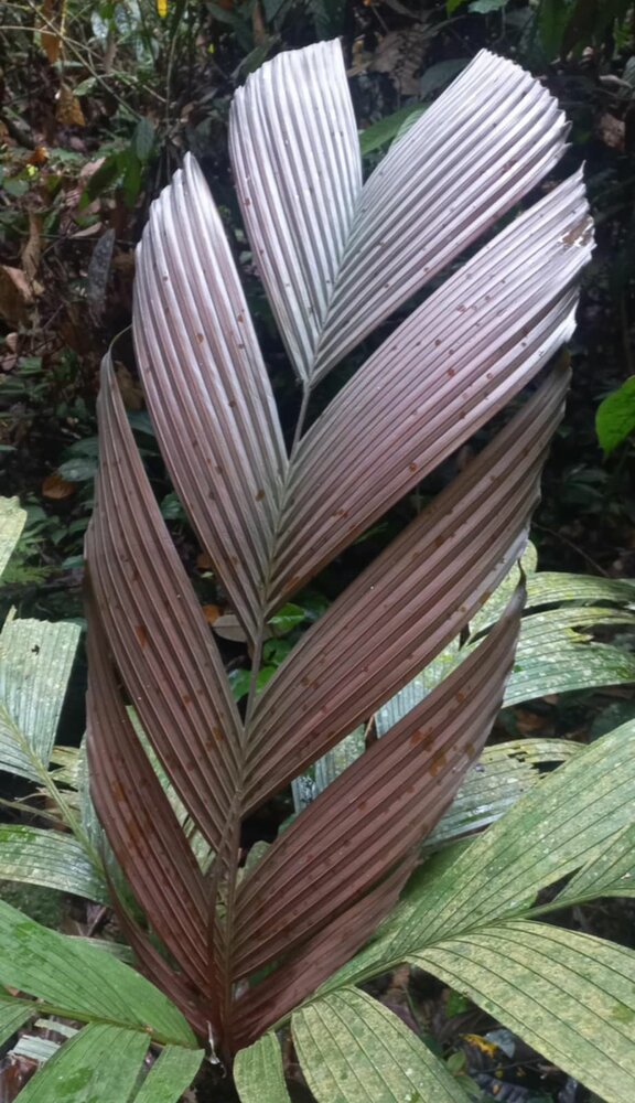 Tronok-Palme (Iguanura wallichiana var. wallichiana)