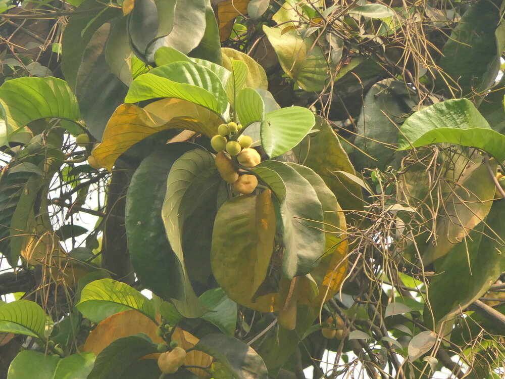 Affenfrucht (Artocarpus lacucha)