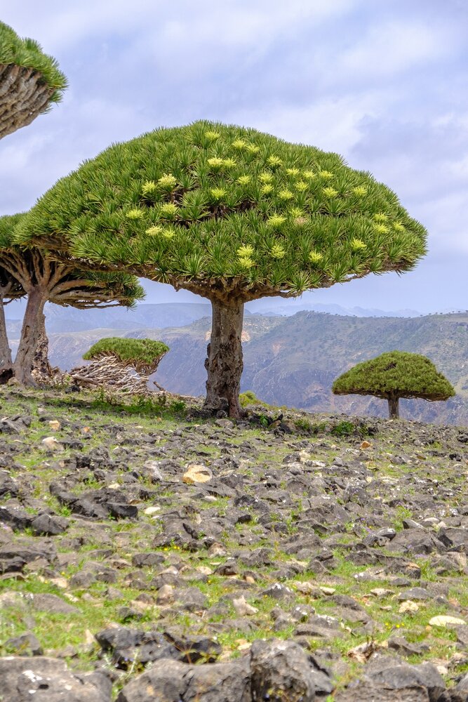 Sokotra Drachenblutbaum (Dracaena cinnabari)