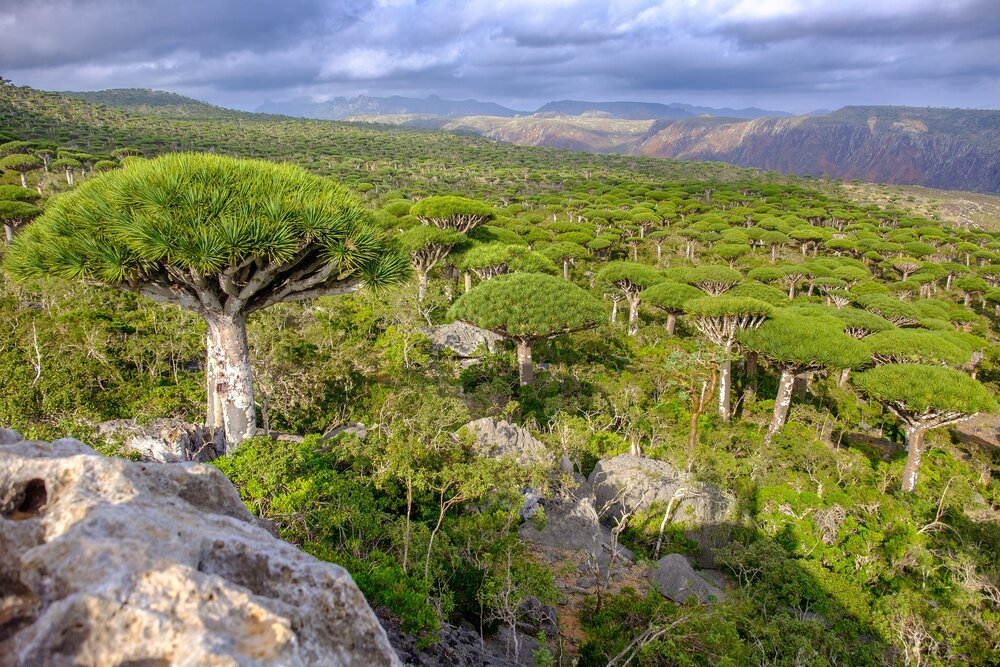 Sokotra Drachenblutbaum (Dracaena cinnabari)