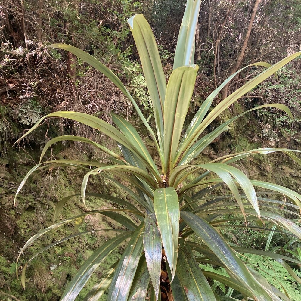 Bergpalme (Cordyline indivisa)