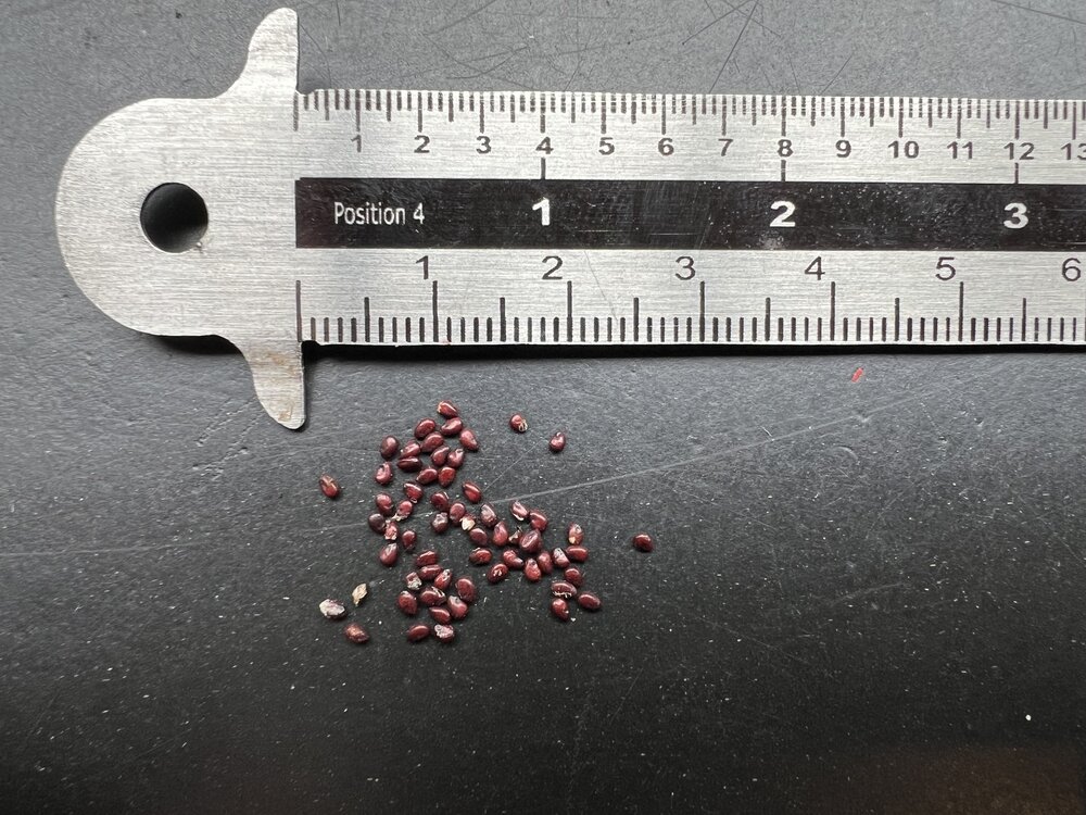 Schwiegermutterstuhl (Echinocactus grusonii)