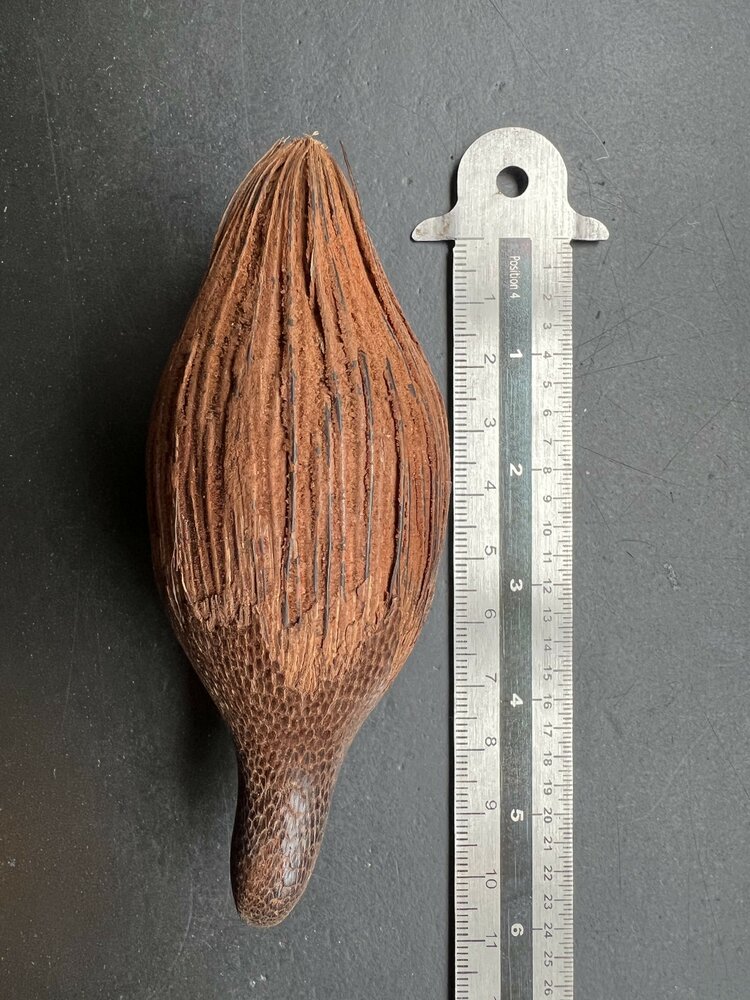 Bertam-Palme (Eugeissona tristis)