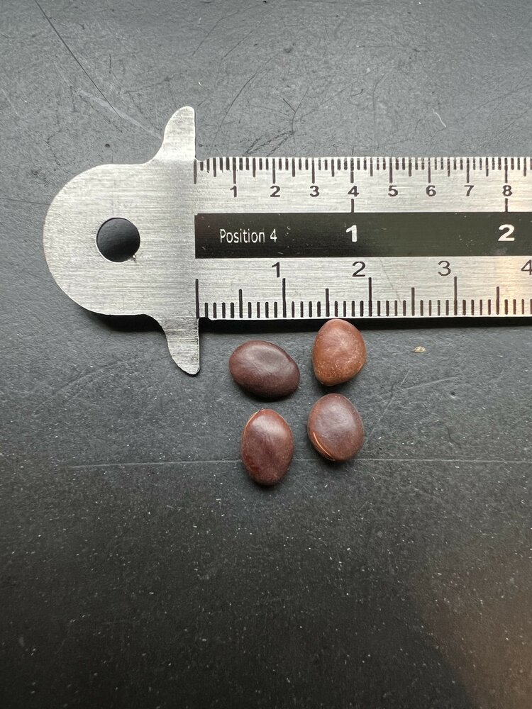 Kamelfu&szlig;baum (Piliostigma thonningii)