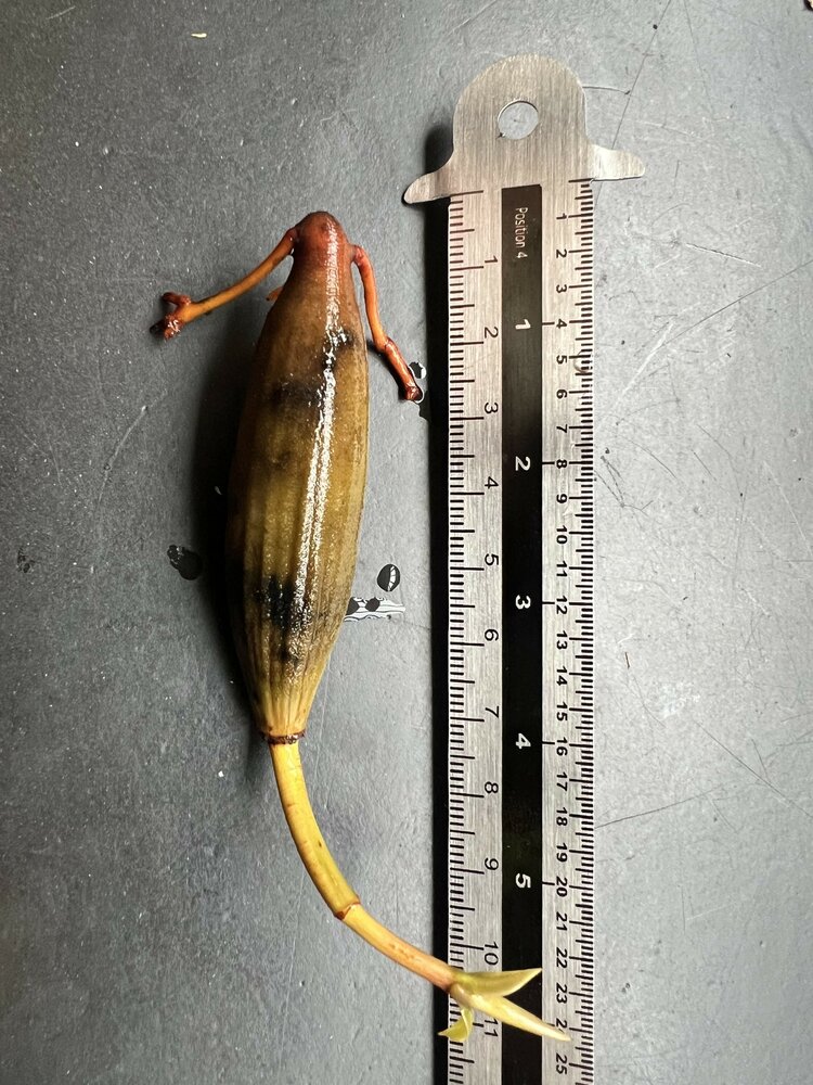 Orange Flussmangrove (Bruguiera sexangula)
