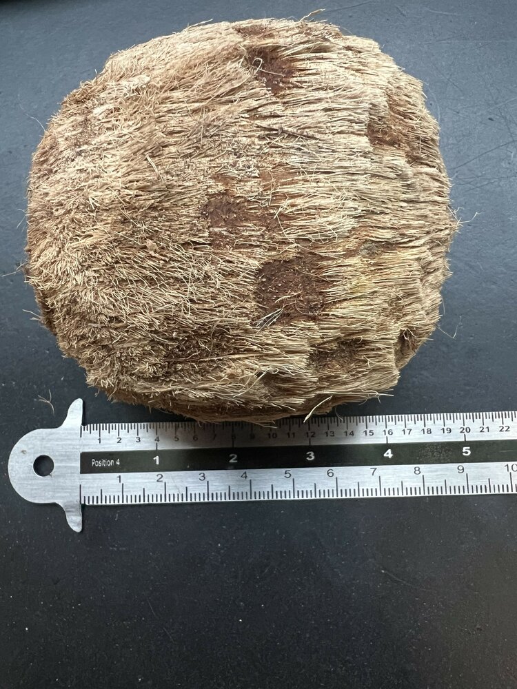 Palmyra-Palme (Borassus flabellifer)