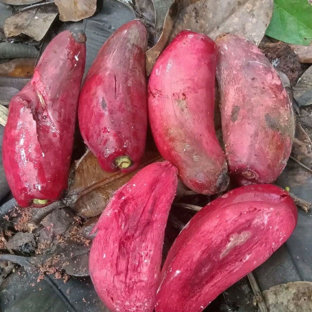 Pau (Garcinia latissima)