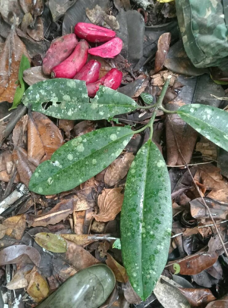 Pau (Garcinia latissima)