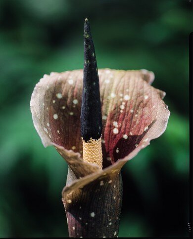 Kyushu-Aronstab (Amorphophallus kiusianus)
