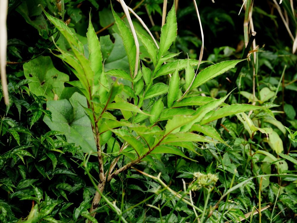 Kyushu-Aronstab (Amorphophallus kiusianus)
