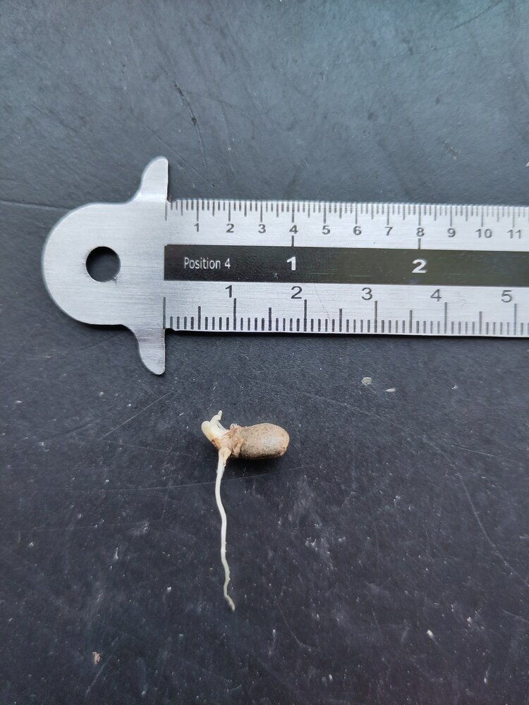 Kyushu-Aronstab (Amorphophallus kiusianus)